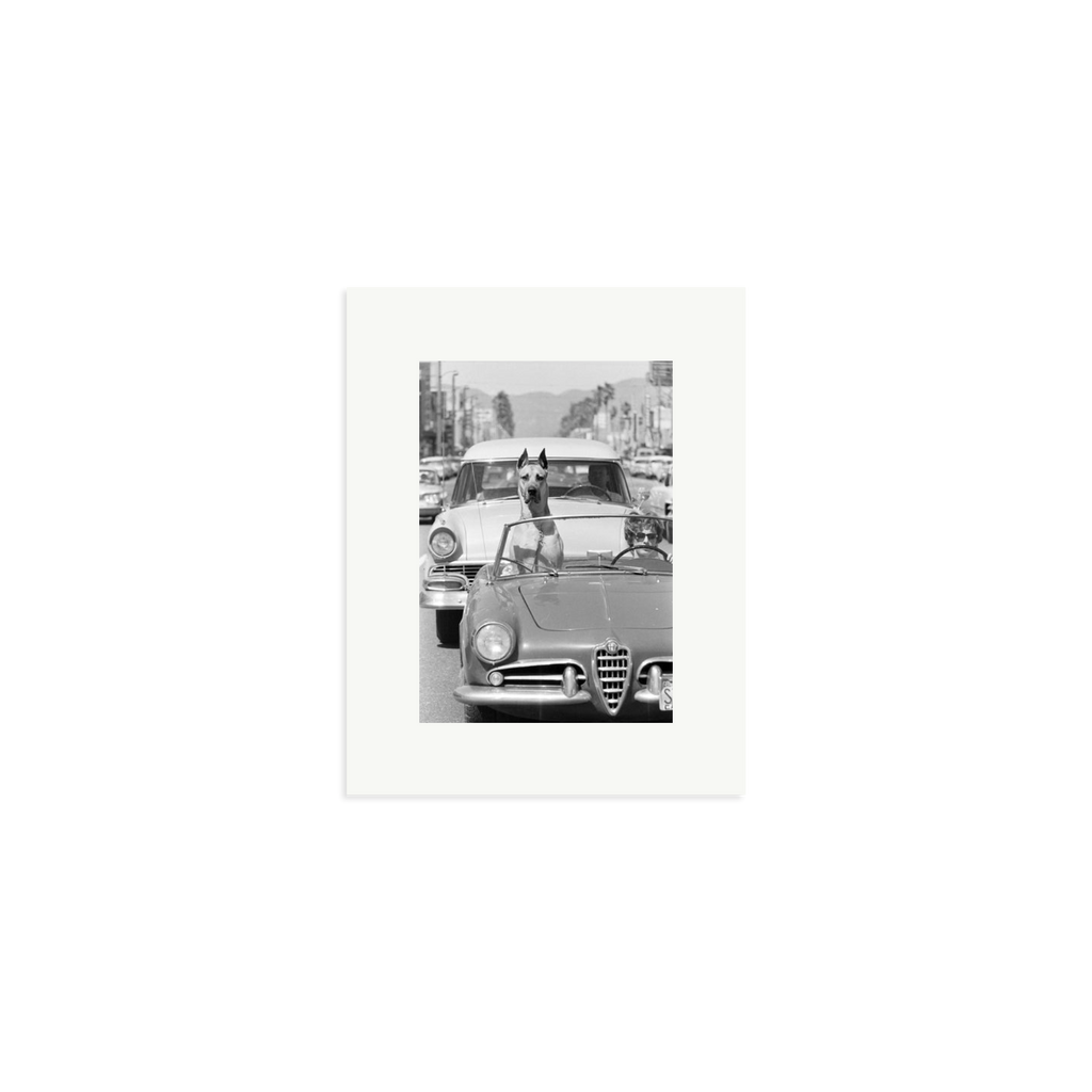 Hollywood Dog in Sports Car
