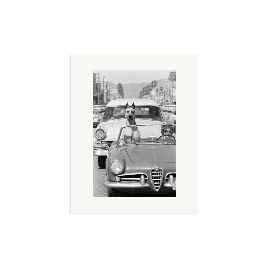 Hollywood Dog in Sports Car