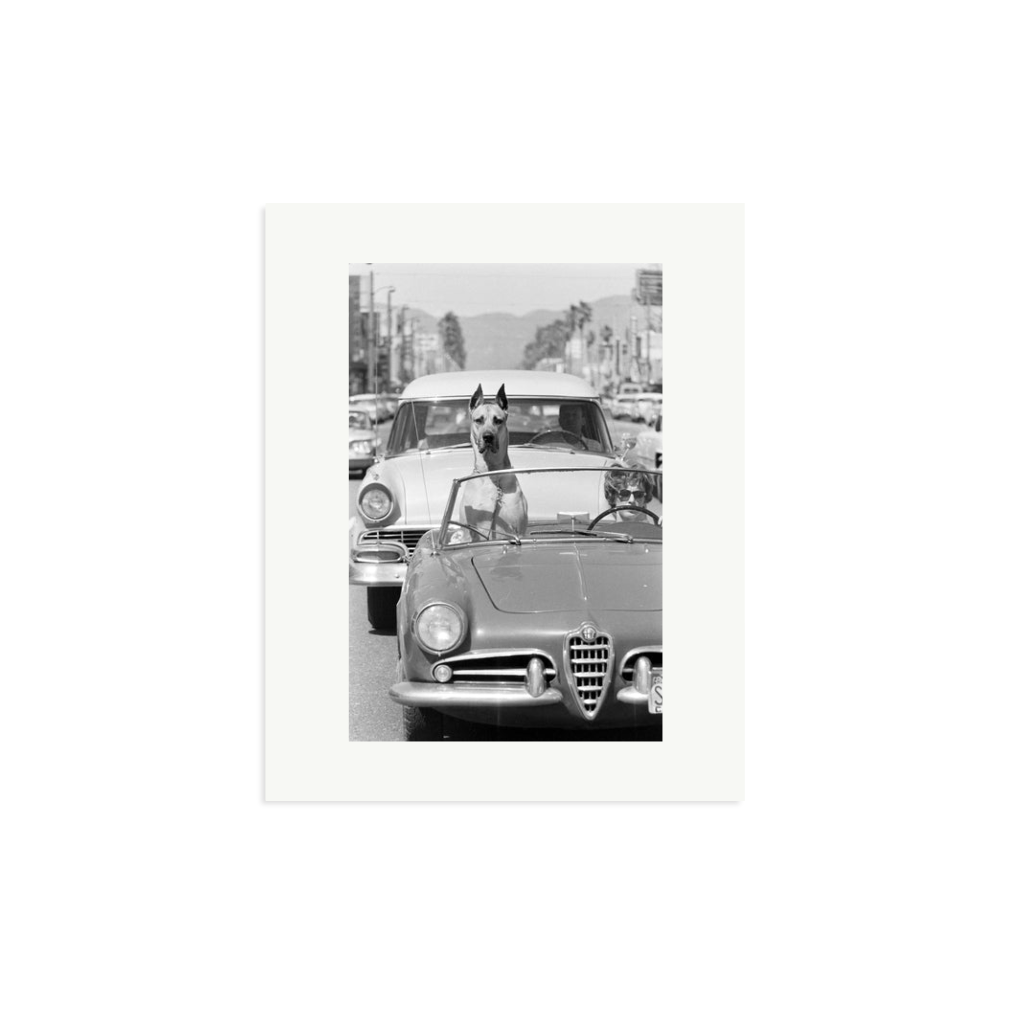 Hollywood Dog in Sports Car