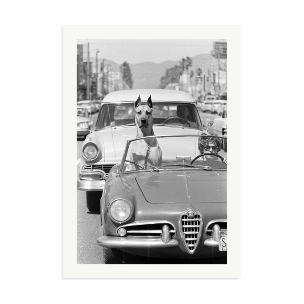Hollywood Dog in Sports Car