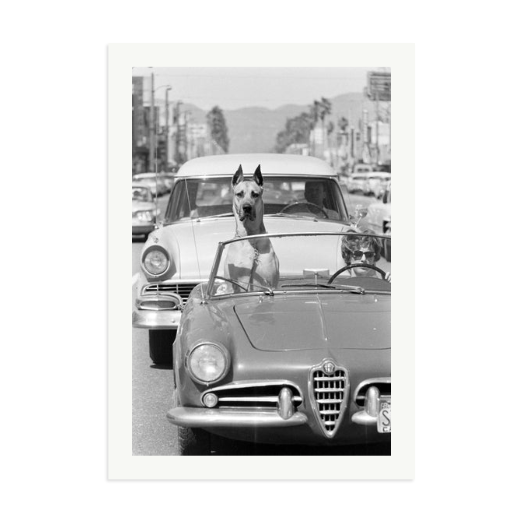 Hollywood Dog in Sports Car