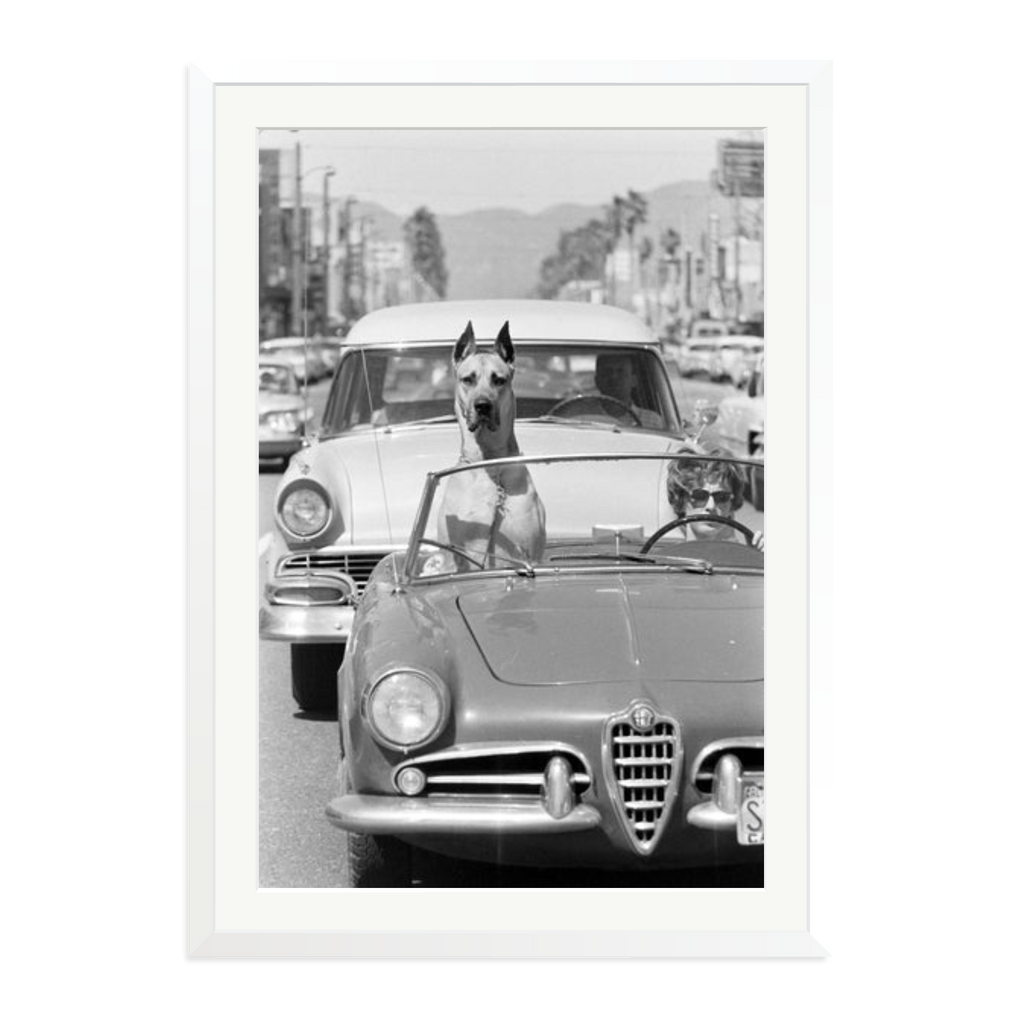 Hollywood Dog in Sports Car