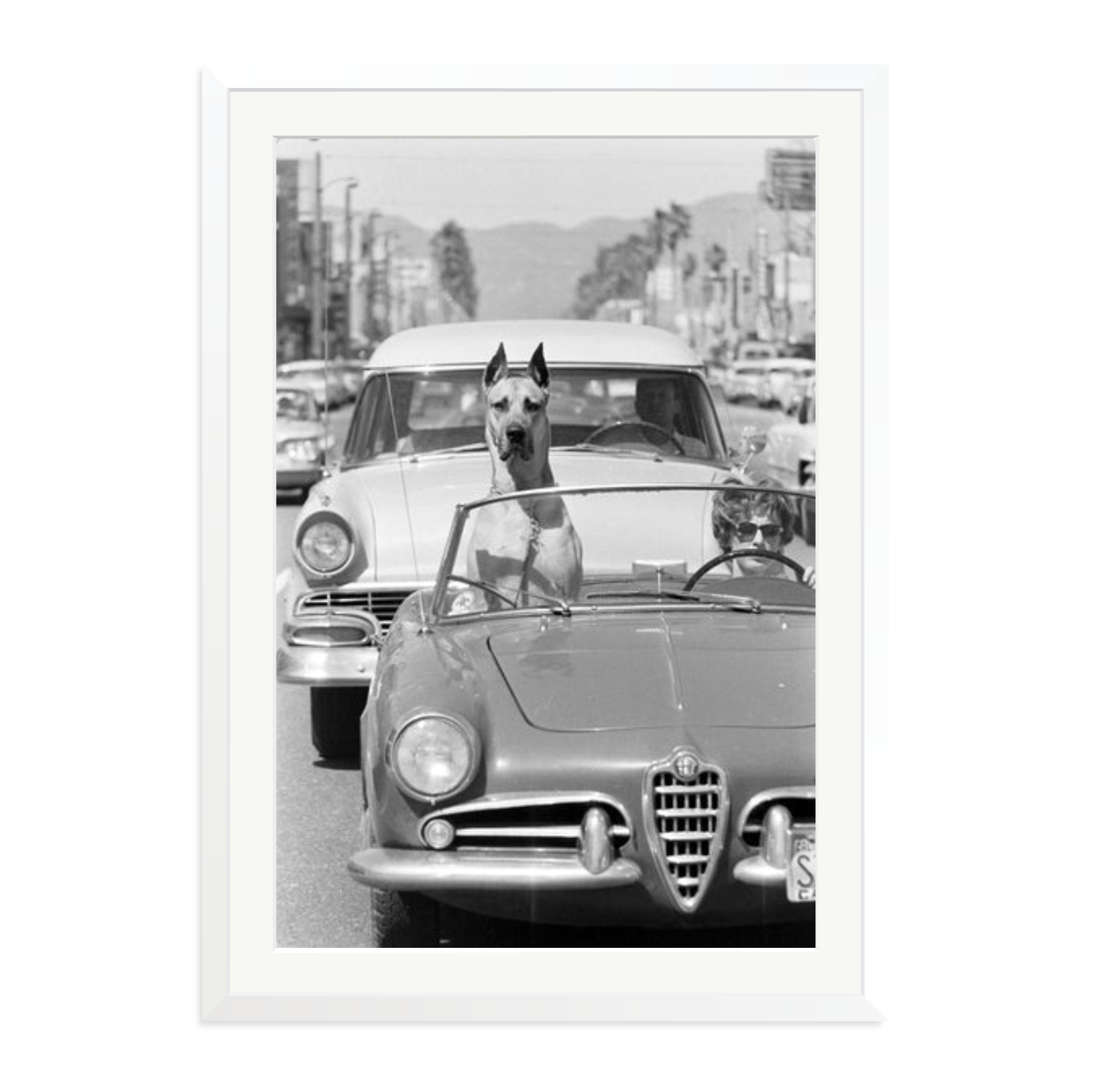 Hollywood Dog in Sports Car