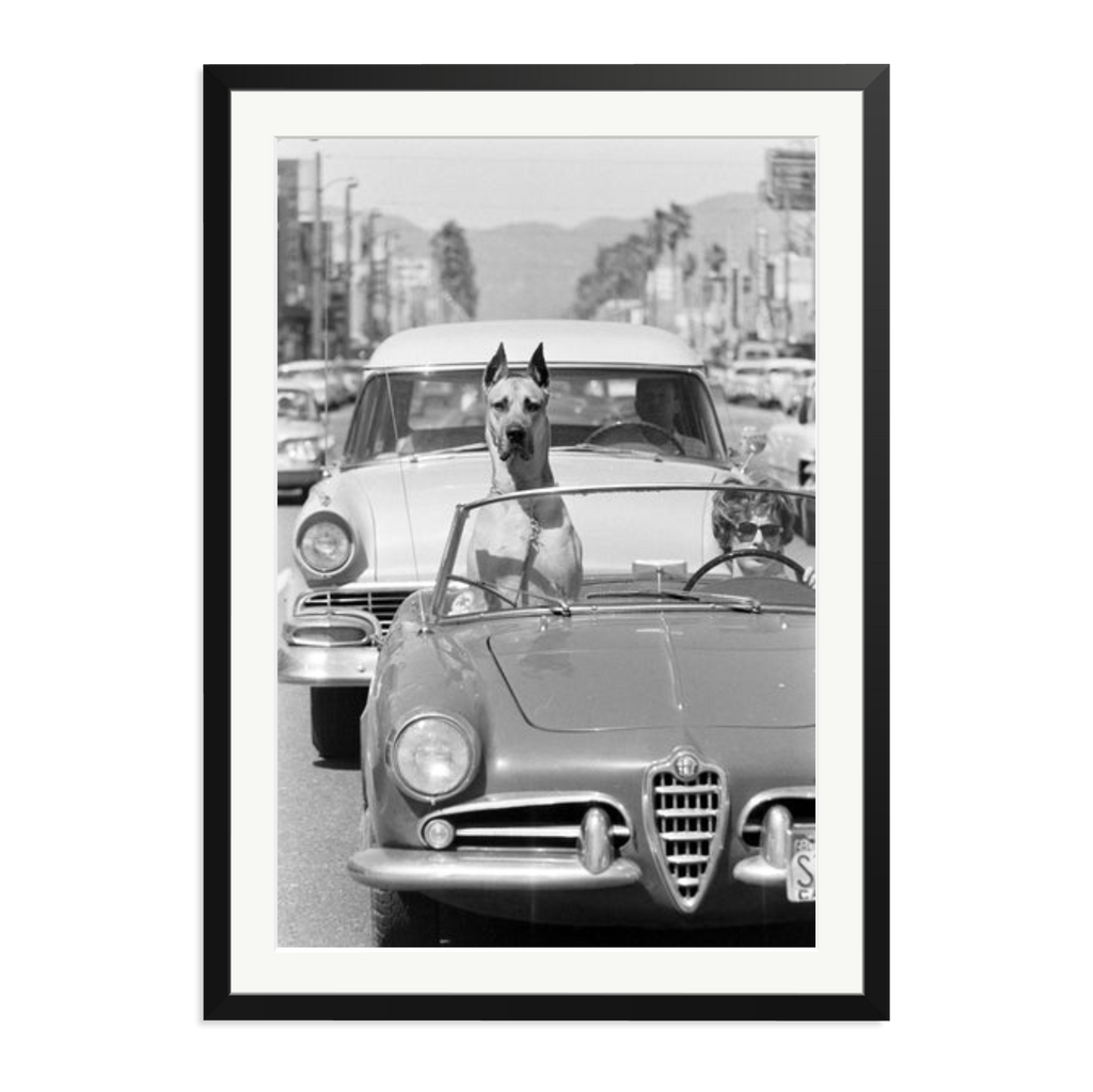 Hollywood Dog in Sports Car