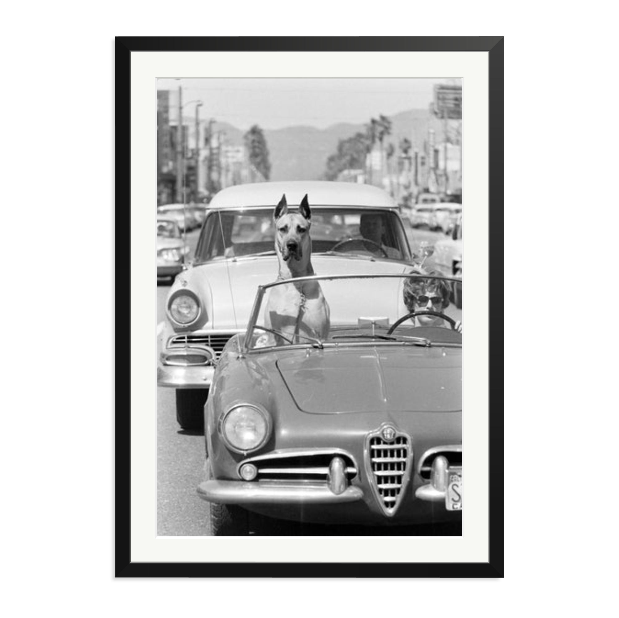 Hollywood Dog in Sports Car