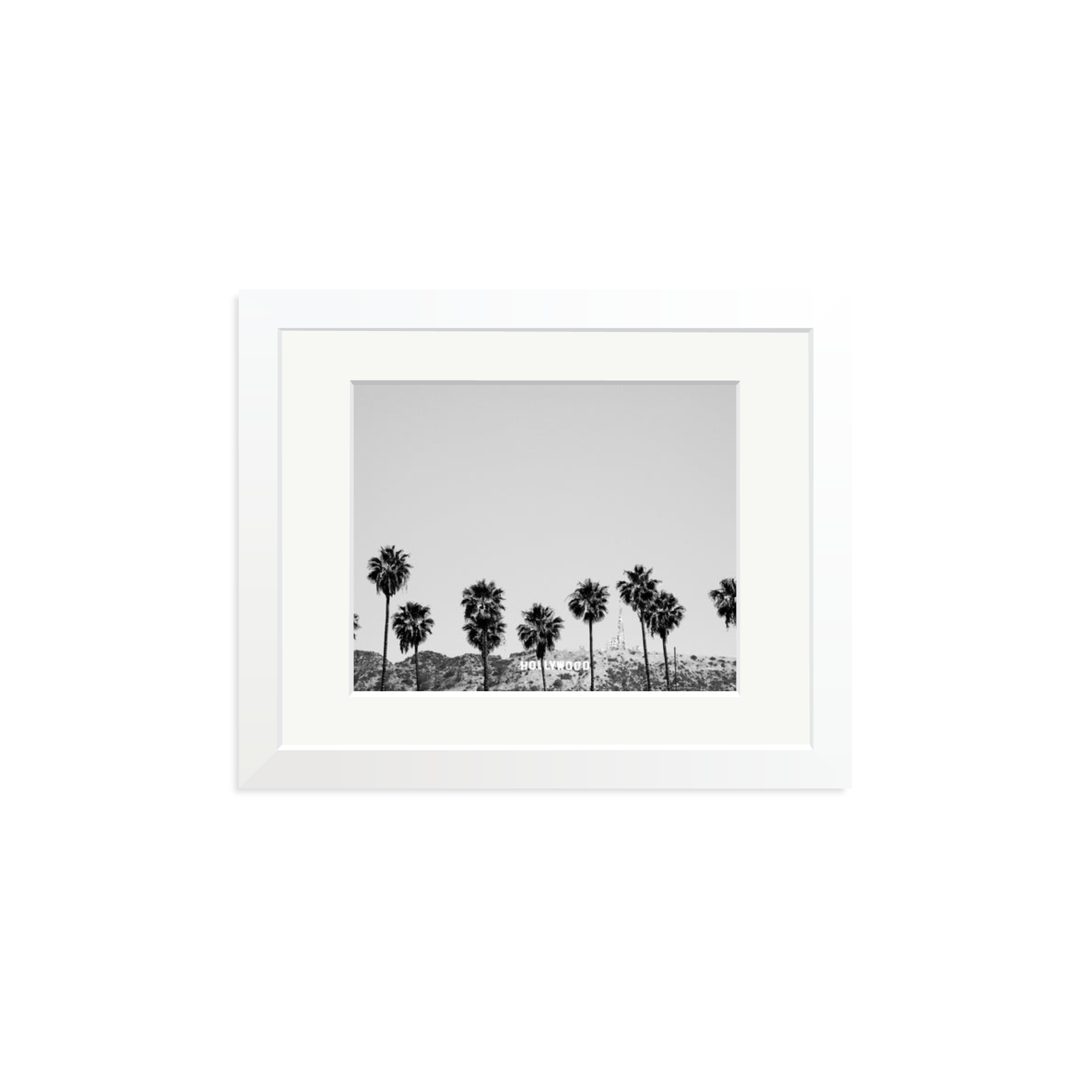 Hollywood Palm Trees