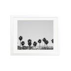 Hollywood Palm Trees