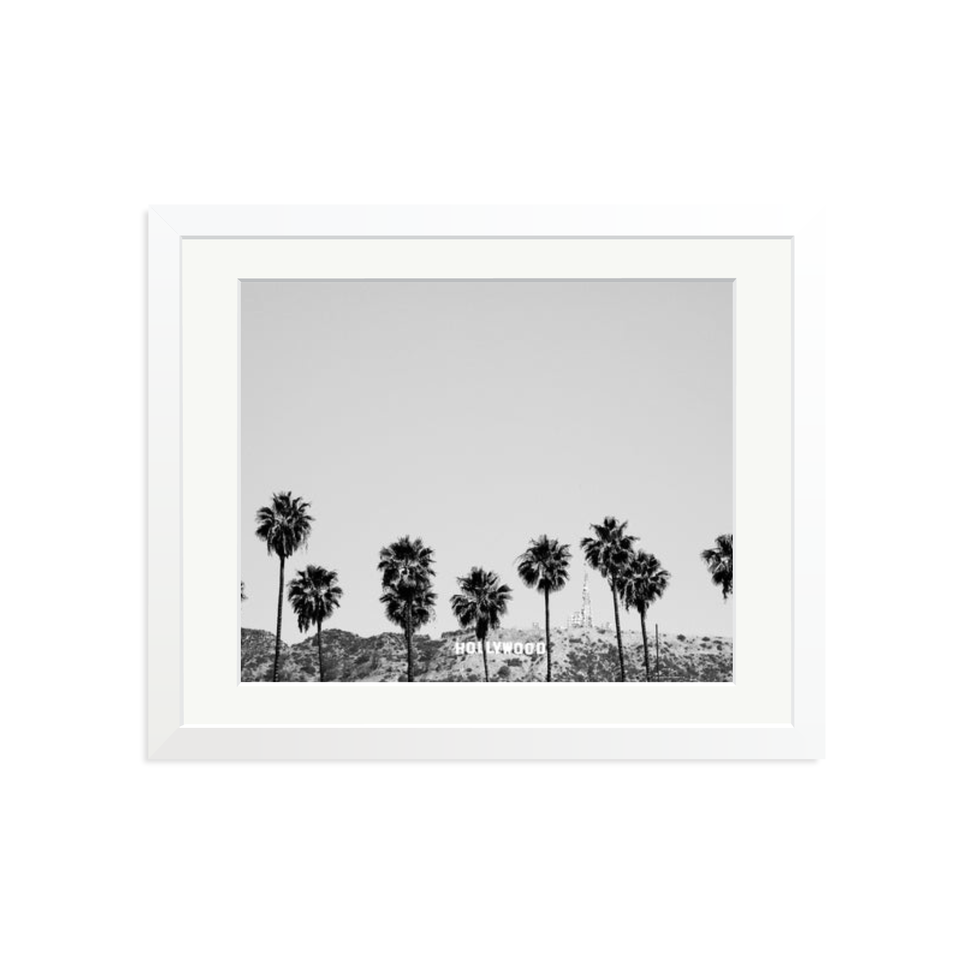Hollywood Palm Trees