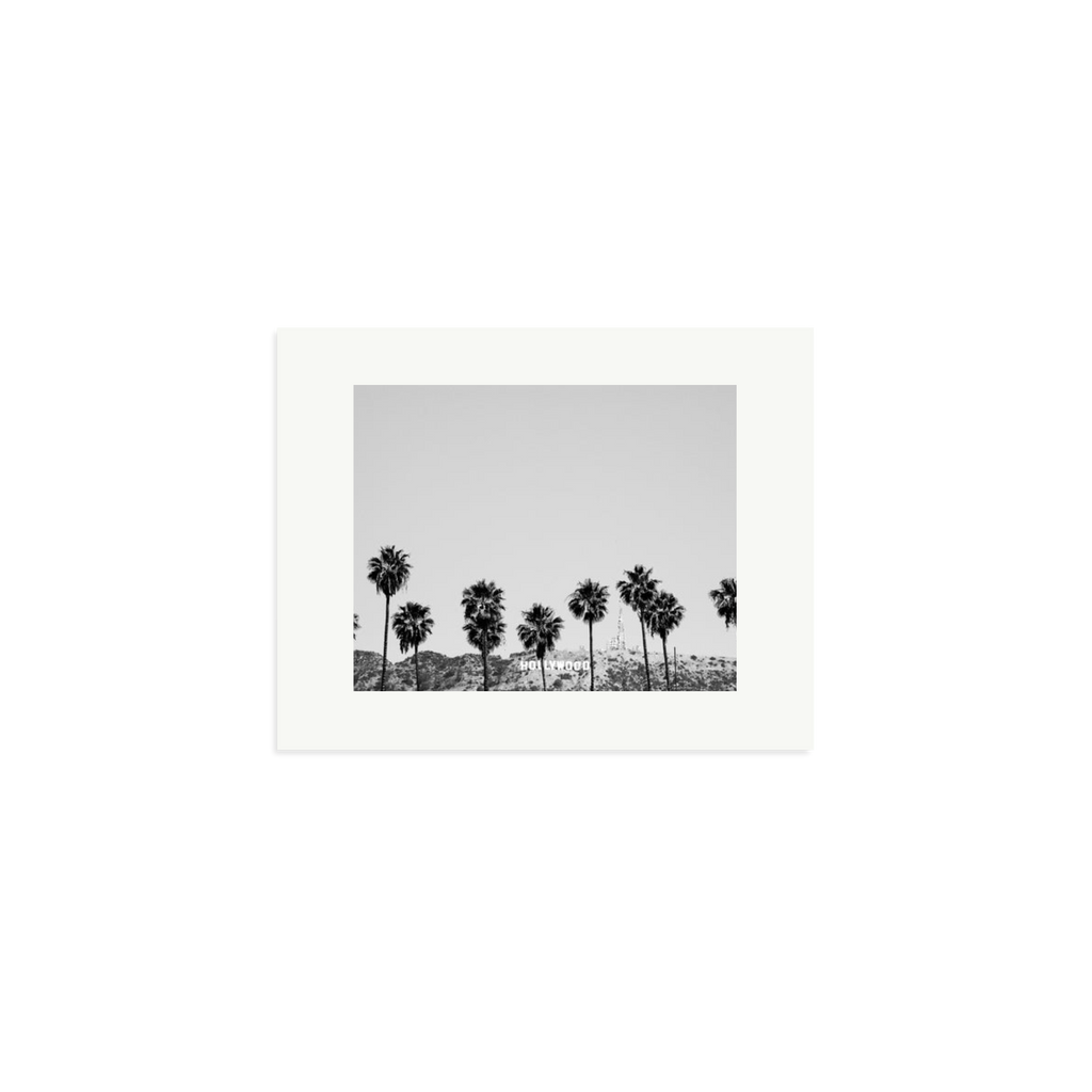 Hollywood Palm Trees