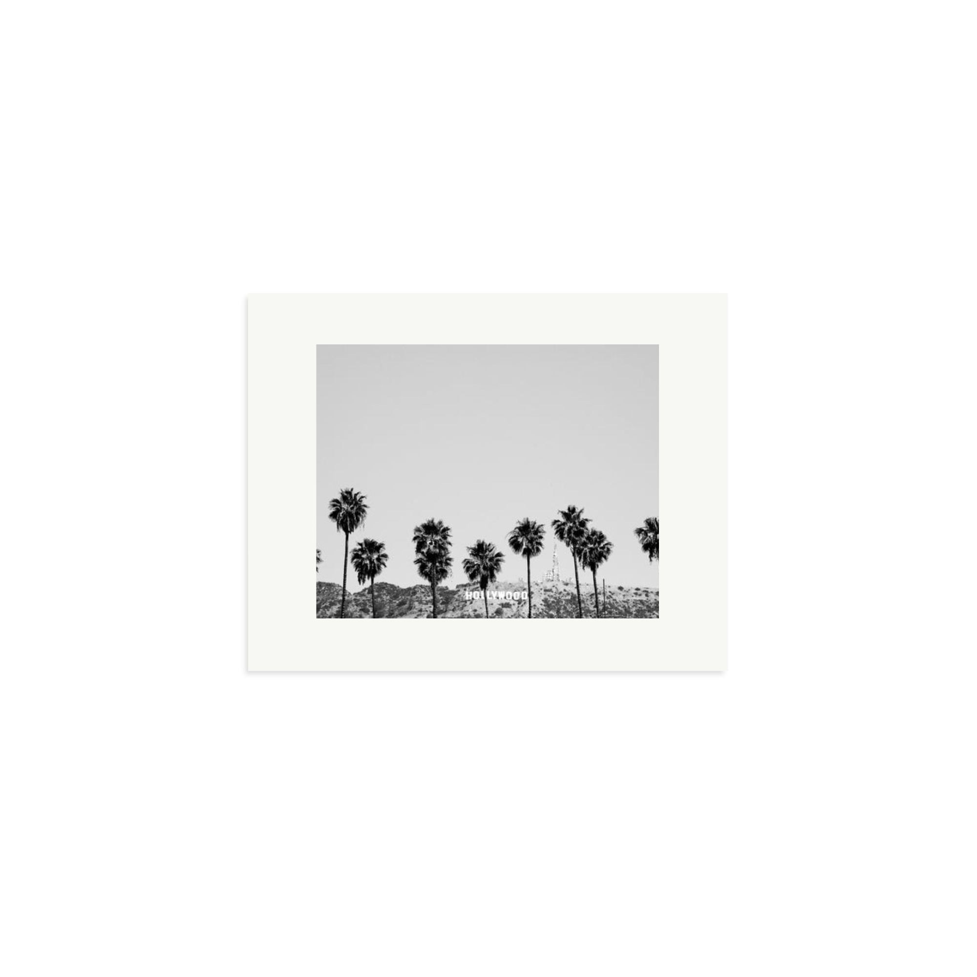 Hollywood Palm Trees