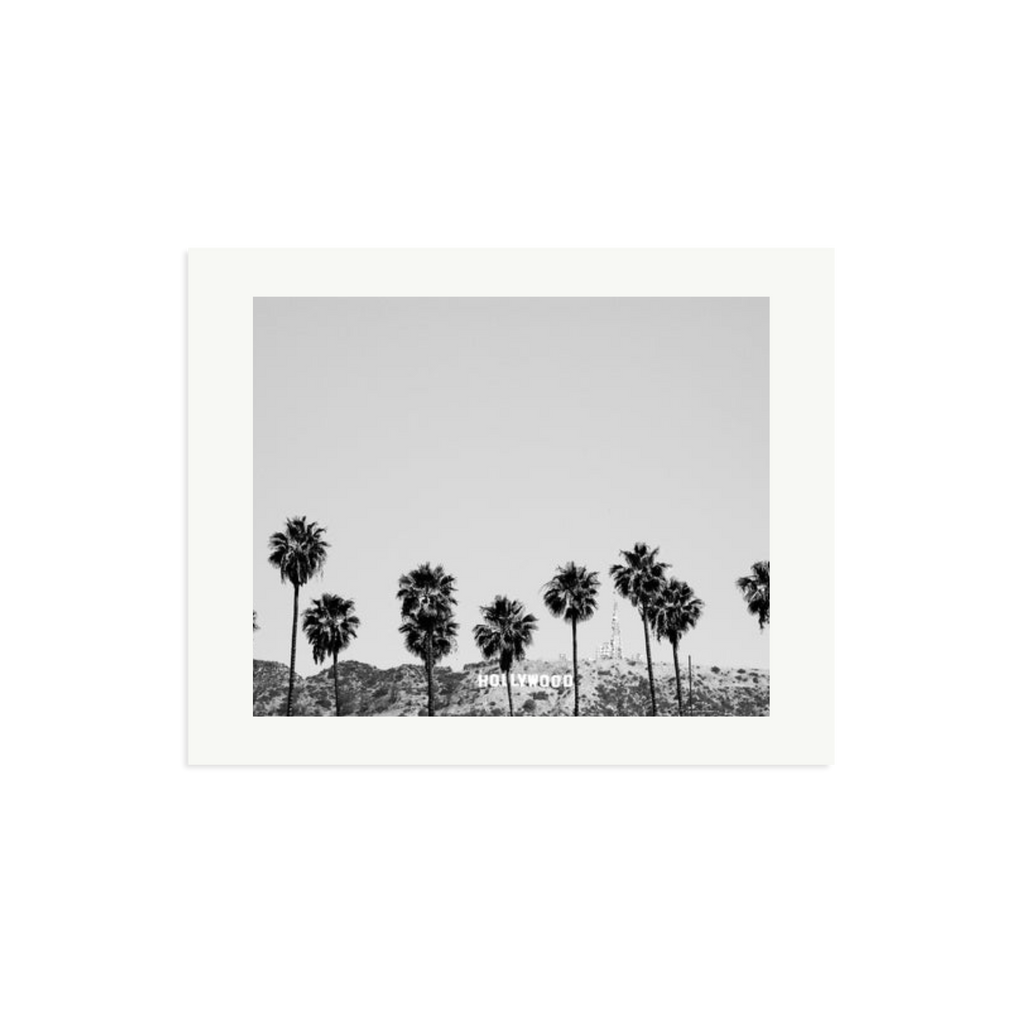 Hollywood Palm Trees