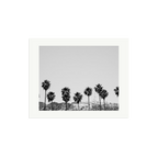 Hollywood Palm Trees