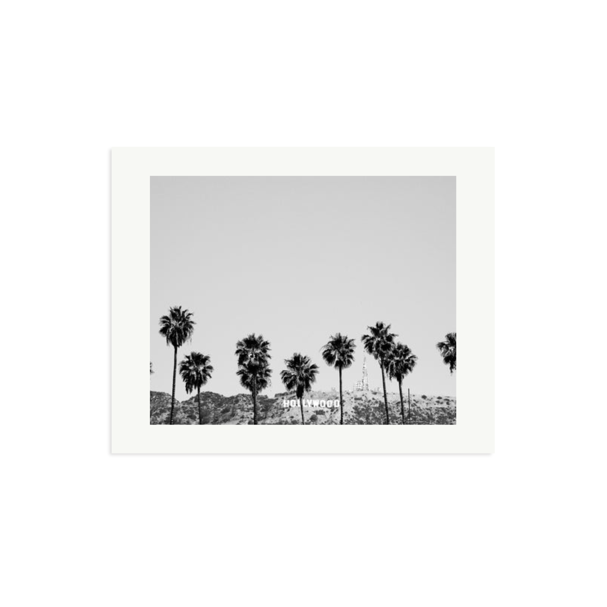 Hollywood Palm Trees