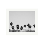Hollywood Palm Trees
