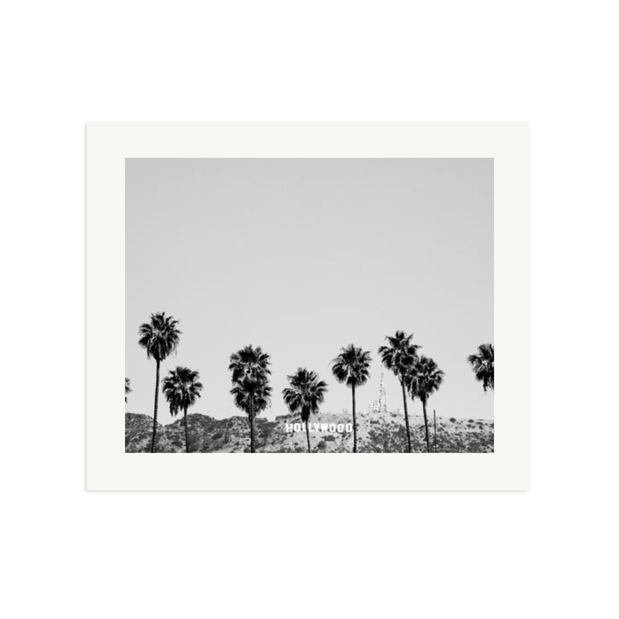 Hollywood Palm Trees