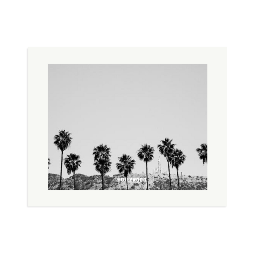 Hollywood Palm Trees