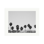 Hollywood Palm Trees
