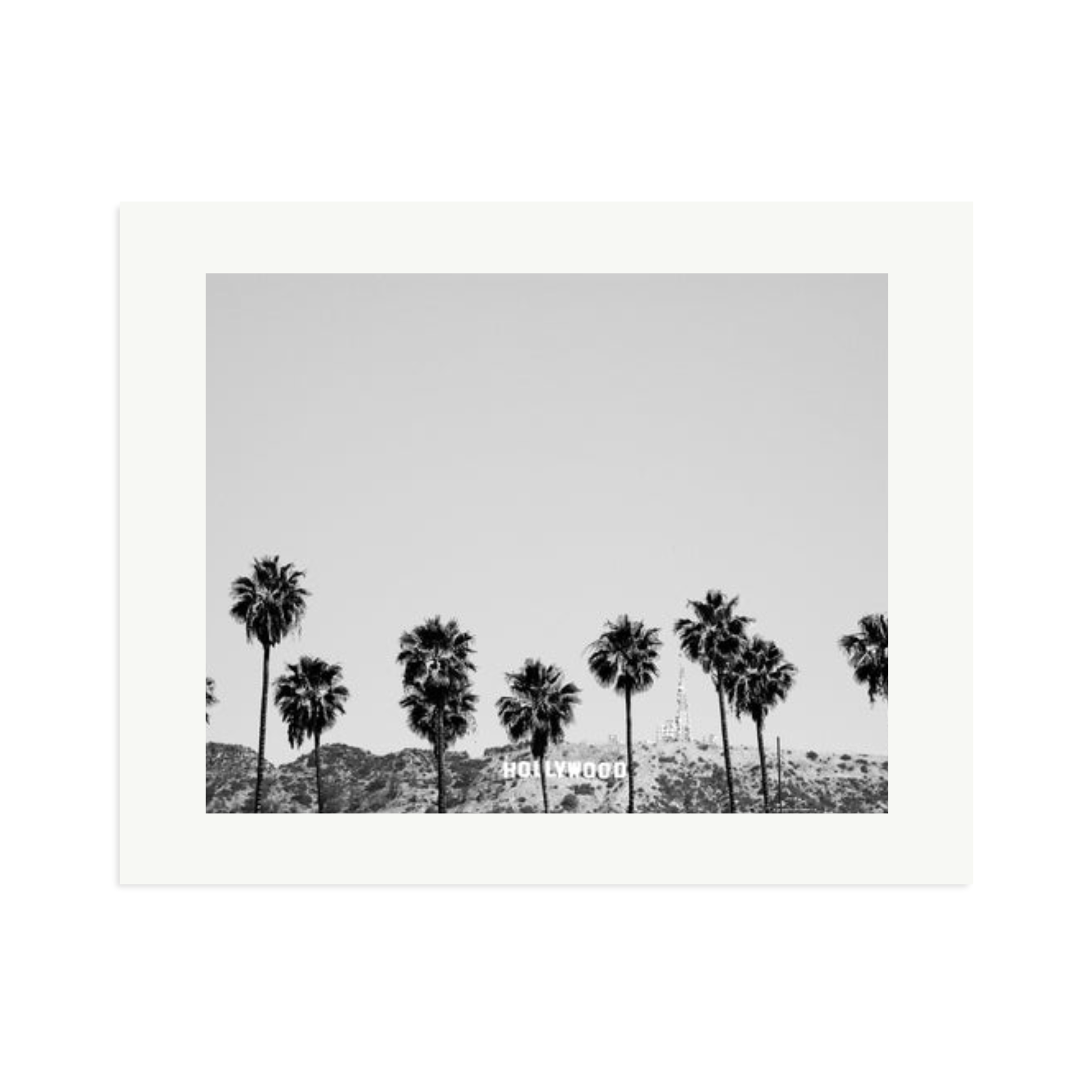 Hollywood Palm Trees