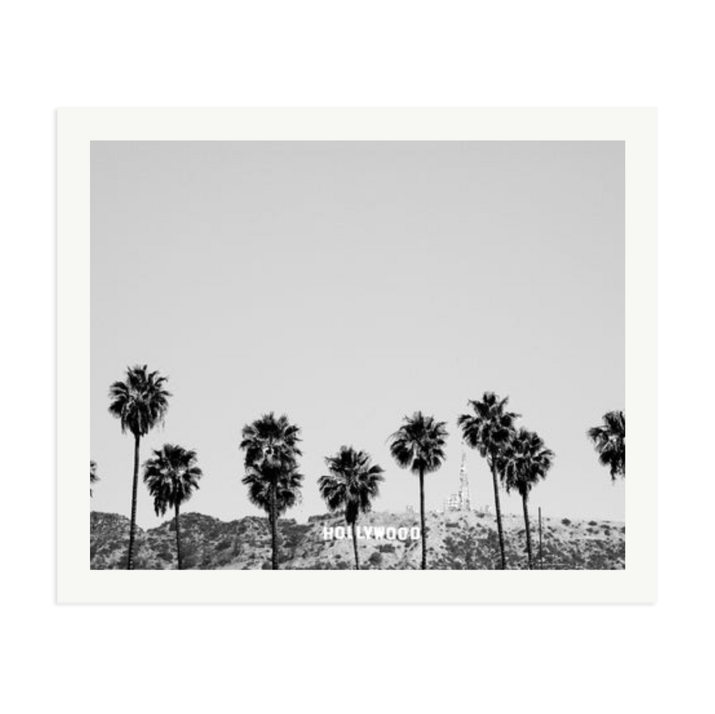 Hollywood Palm Trees