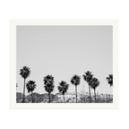 Hollywood Palm Trees