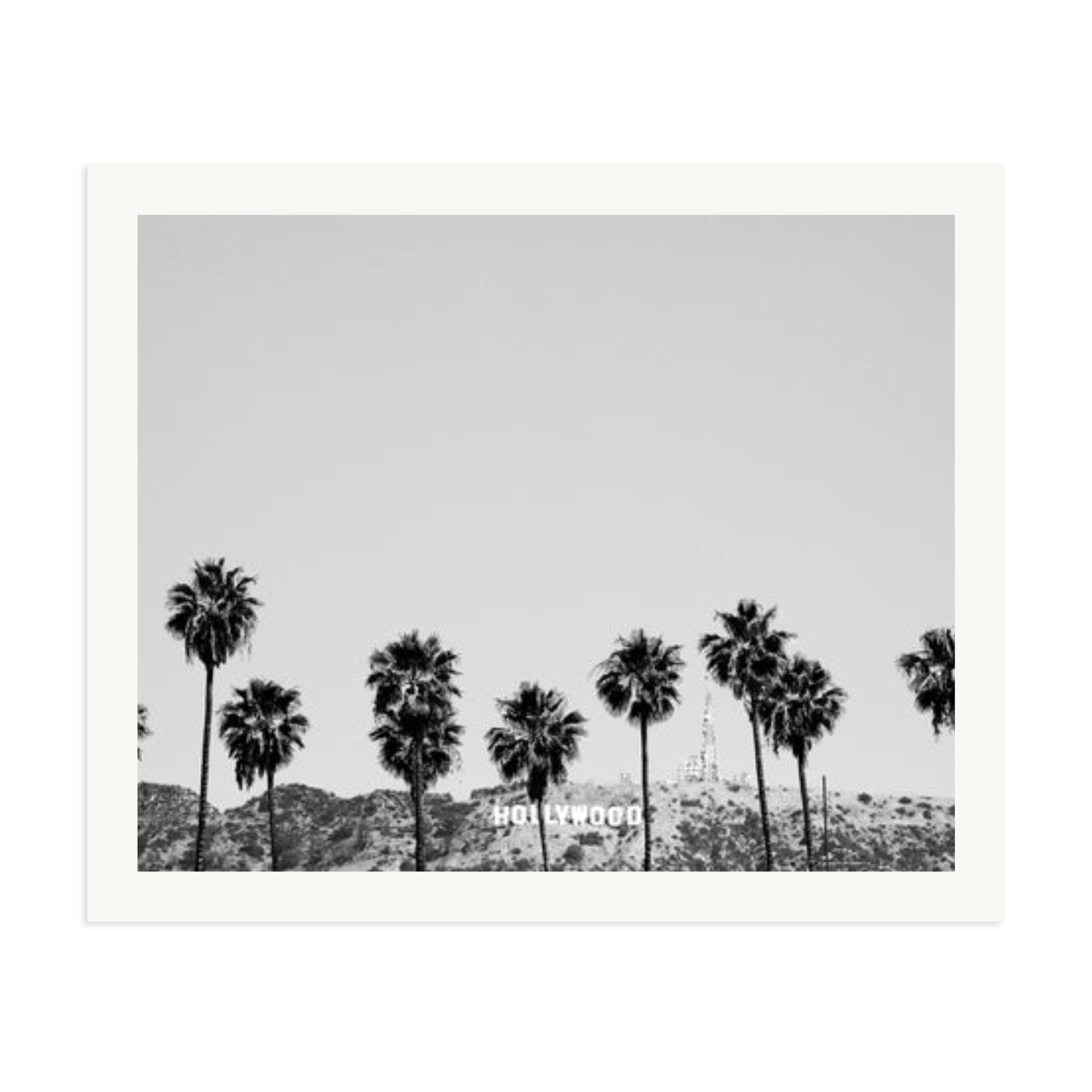 Hollywood Palm Trees