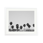 Hollywood Palm Trees