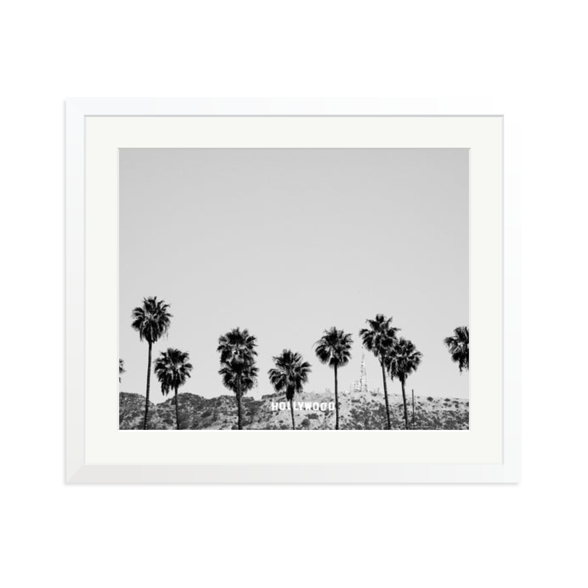 Hollywood Palm Trees