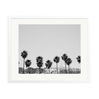 Hollywood Palm Trees