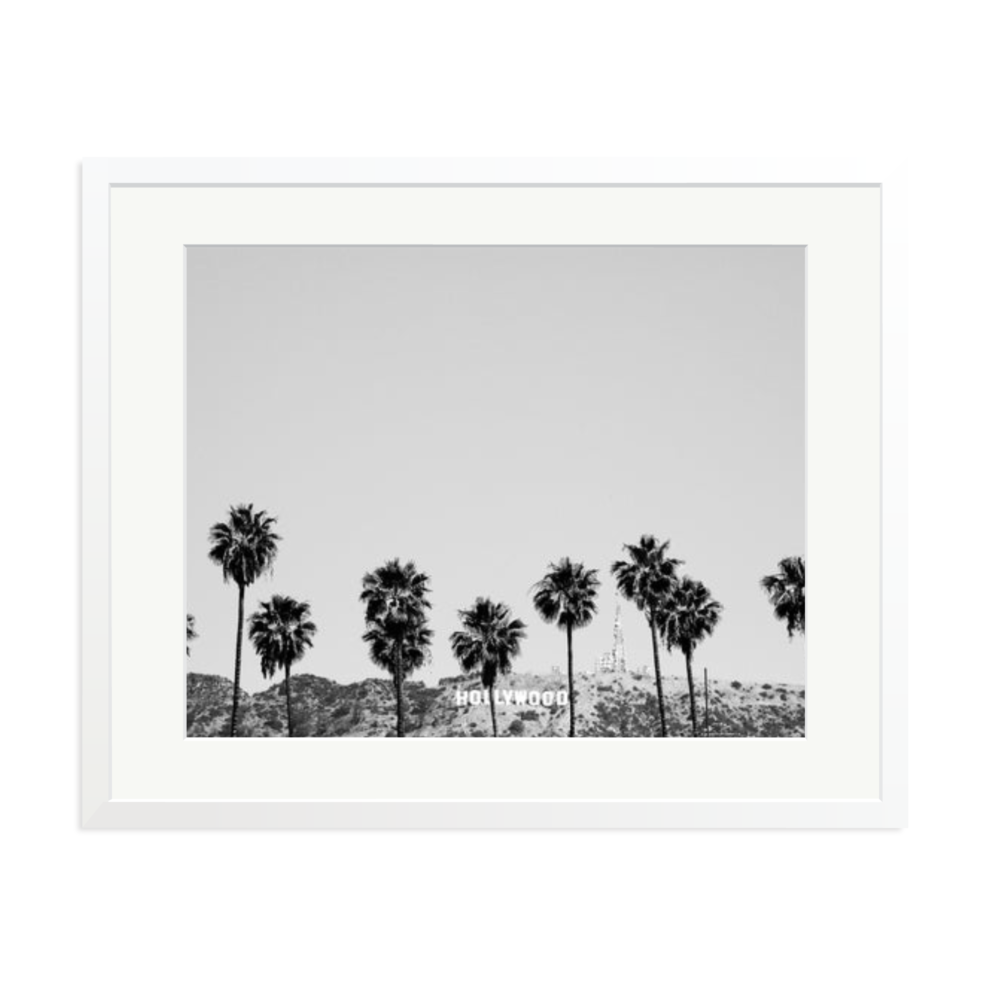 Hollywood Palm Trees
