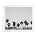 Hollywood Palm Trees