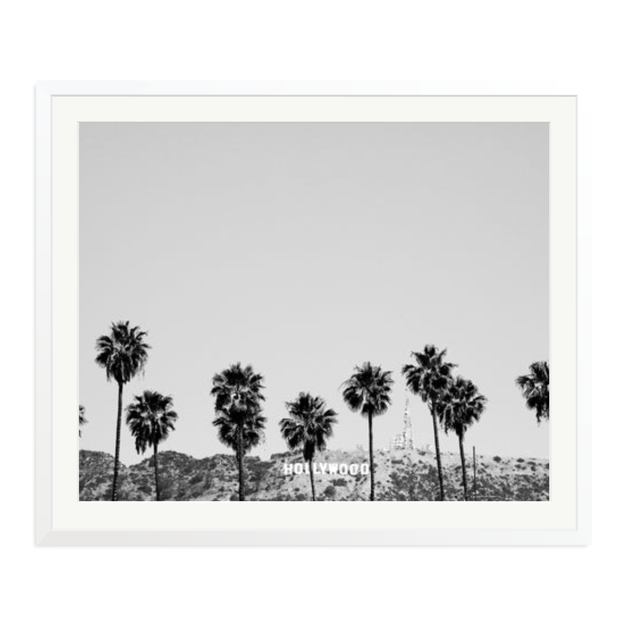 Hollywood Palm Trees