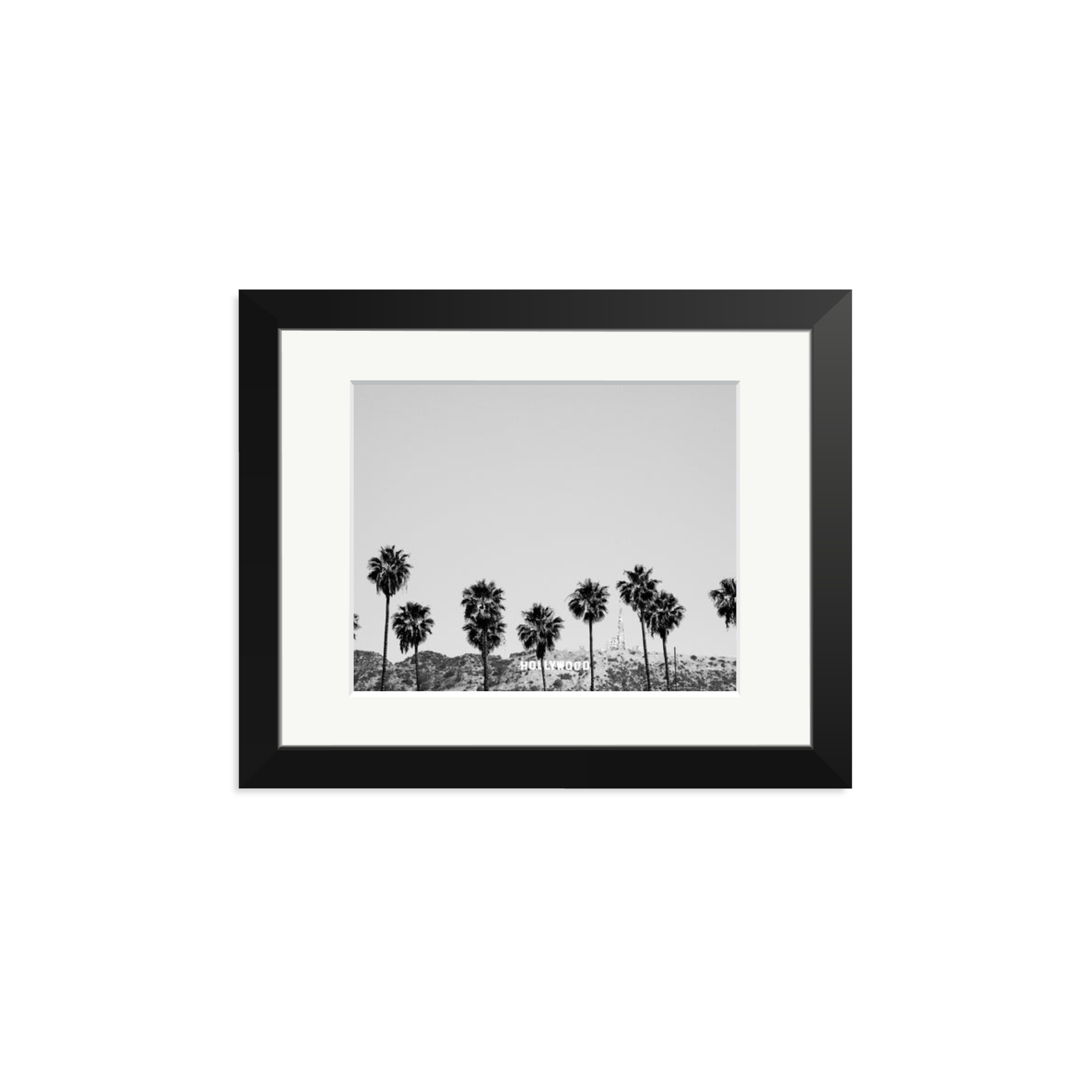 Hollywood Palm Trees