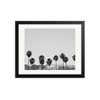 Hollywood Palm Trees
