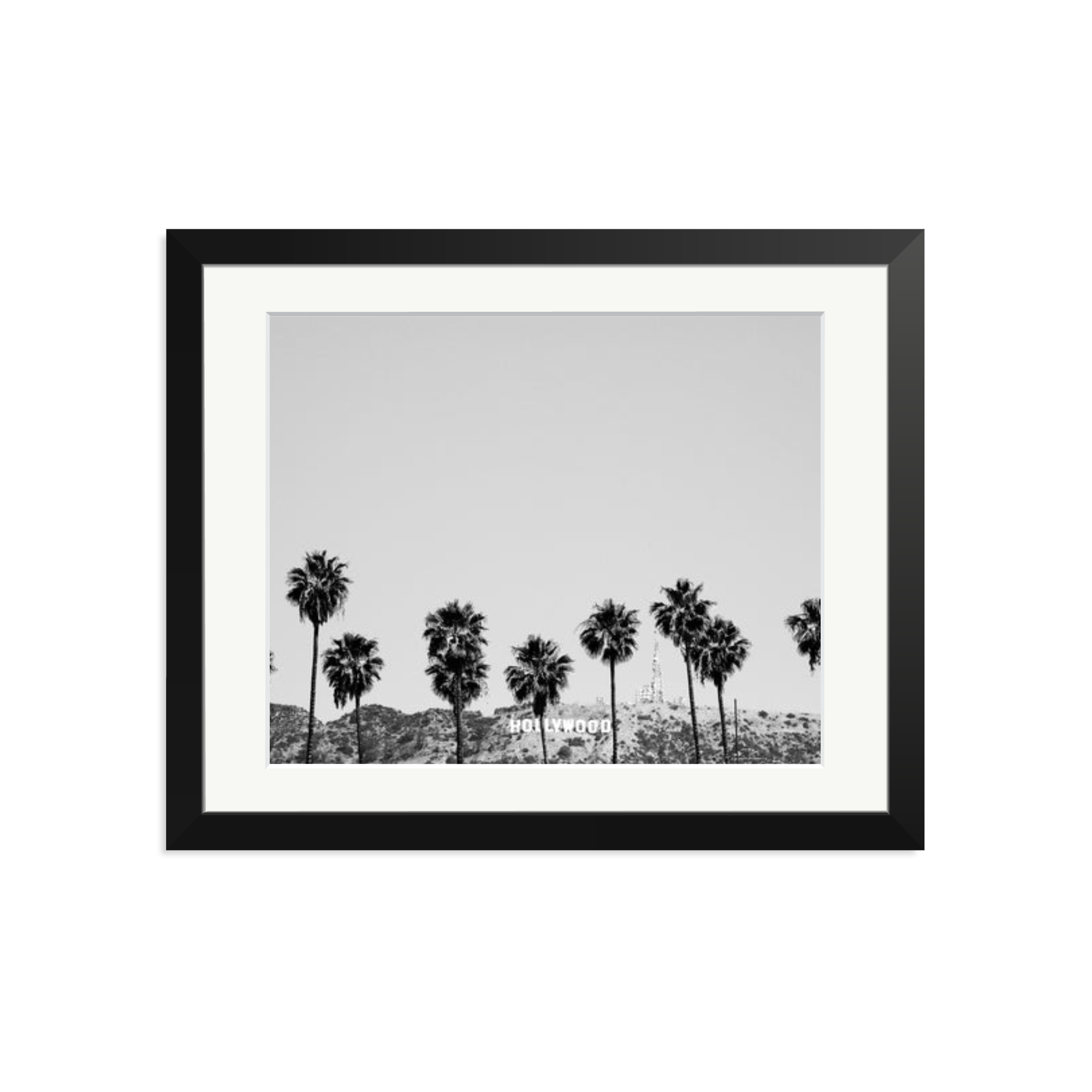 Hollywood Palm Trees