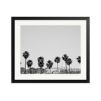 Hollywood Palm Trees