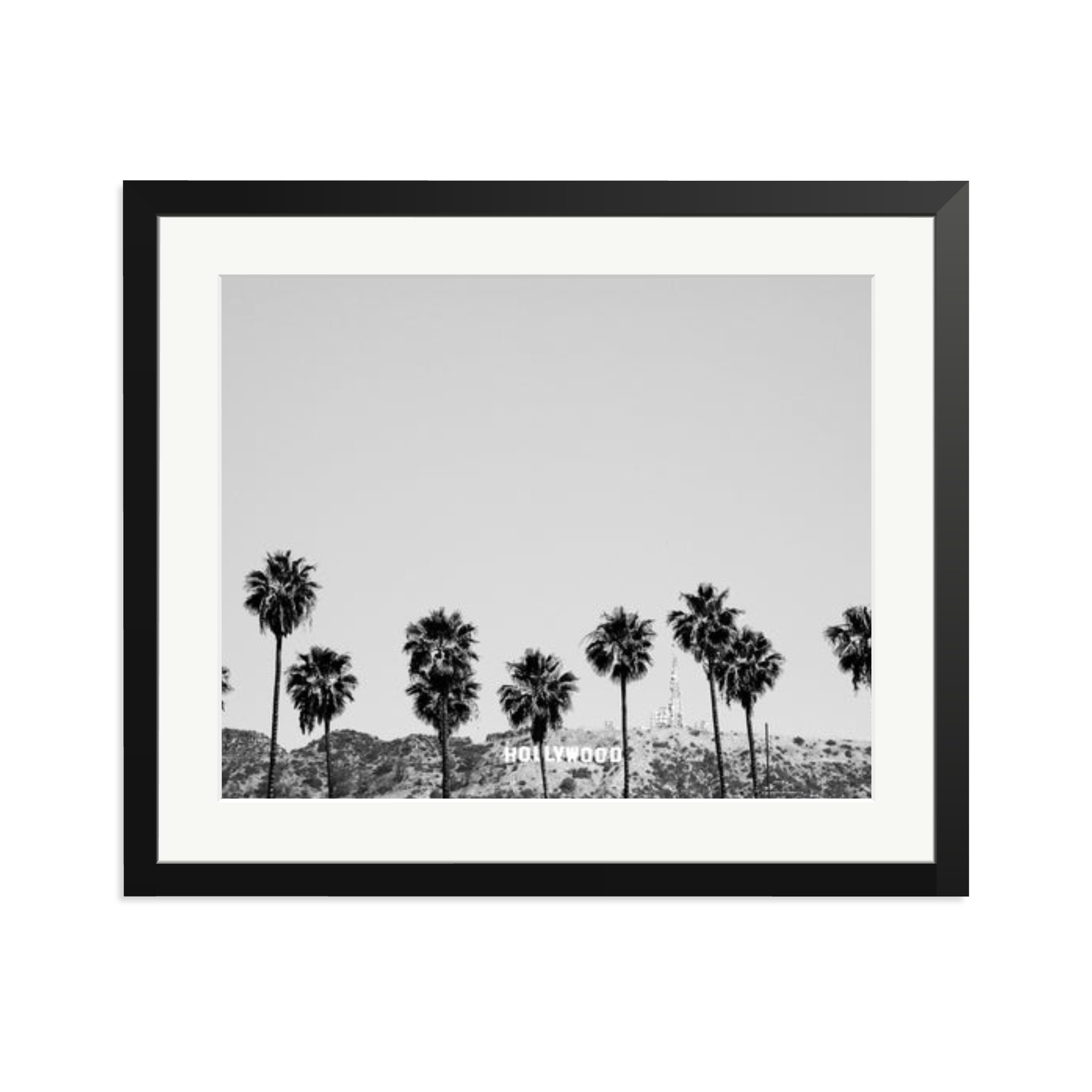 Hollywood Palm Trees