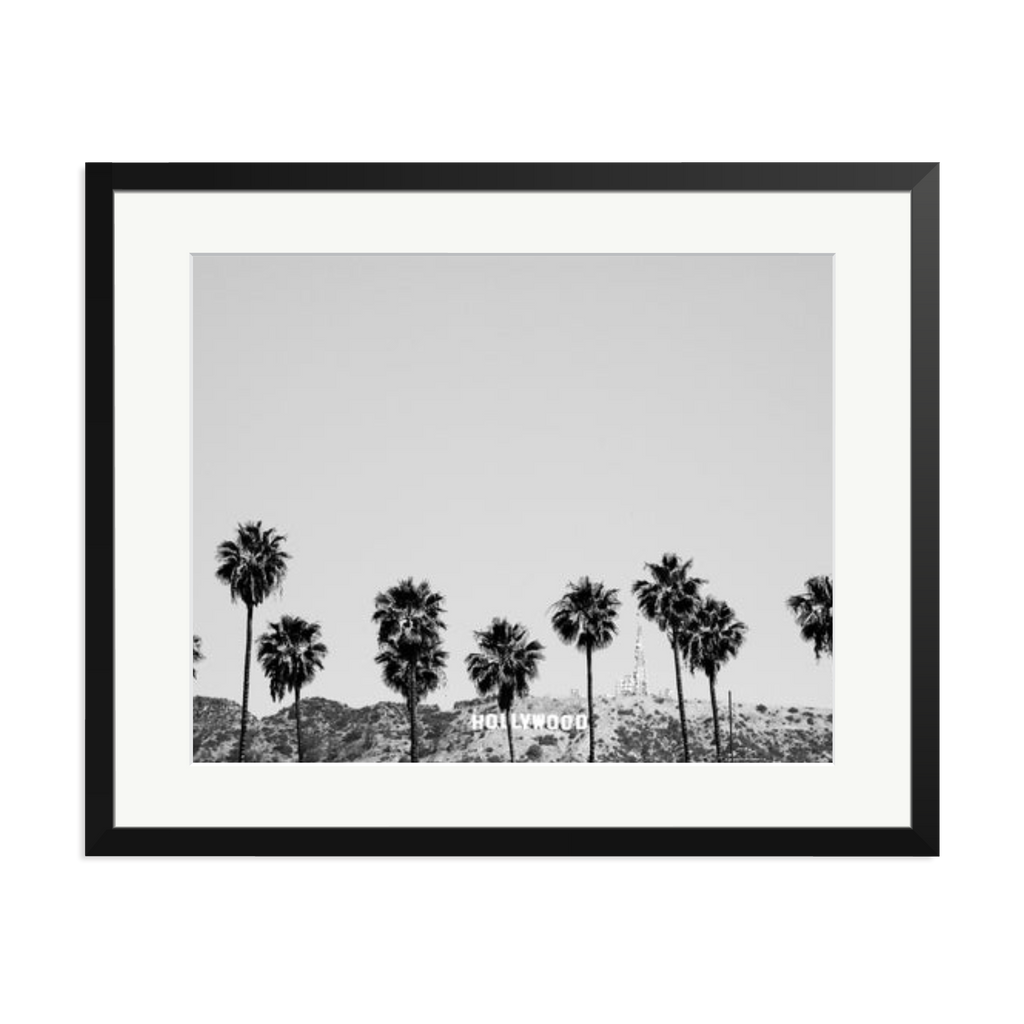 Hollywood Palm Trees