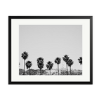 Hollywood Palm Trees
