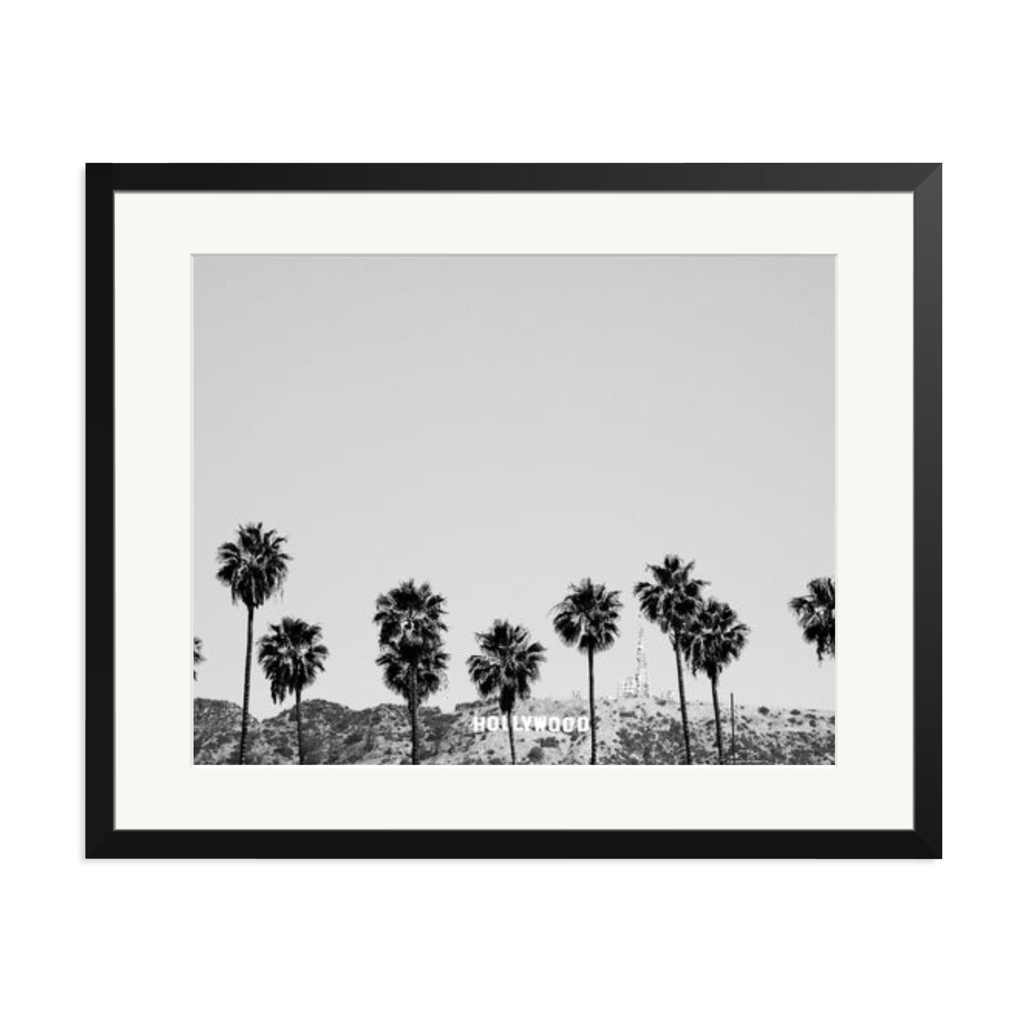 Hollywood Palm Trees