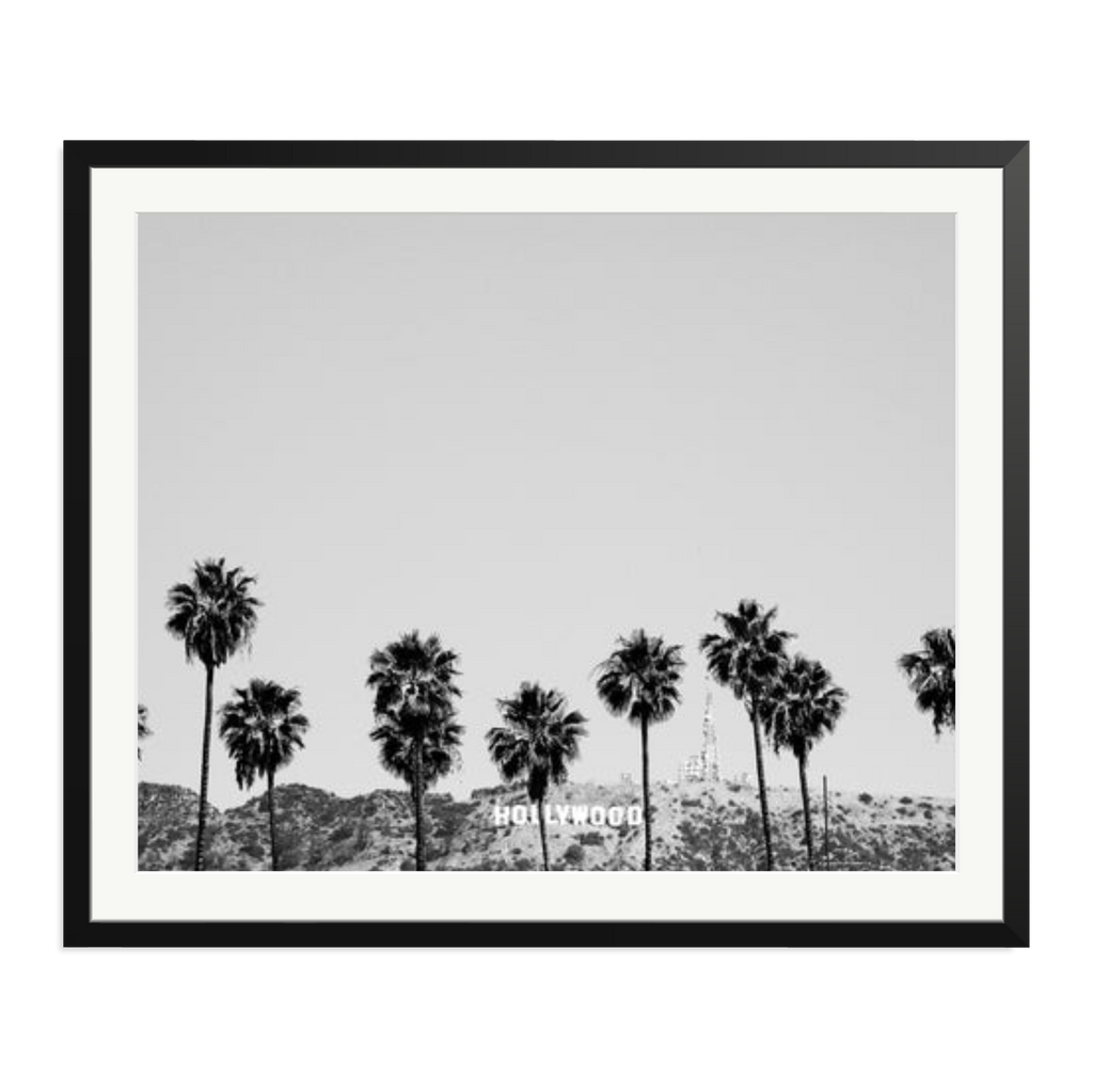 Hollywood Palm Trees