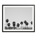 Hollywood Palm Trees