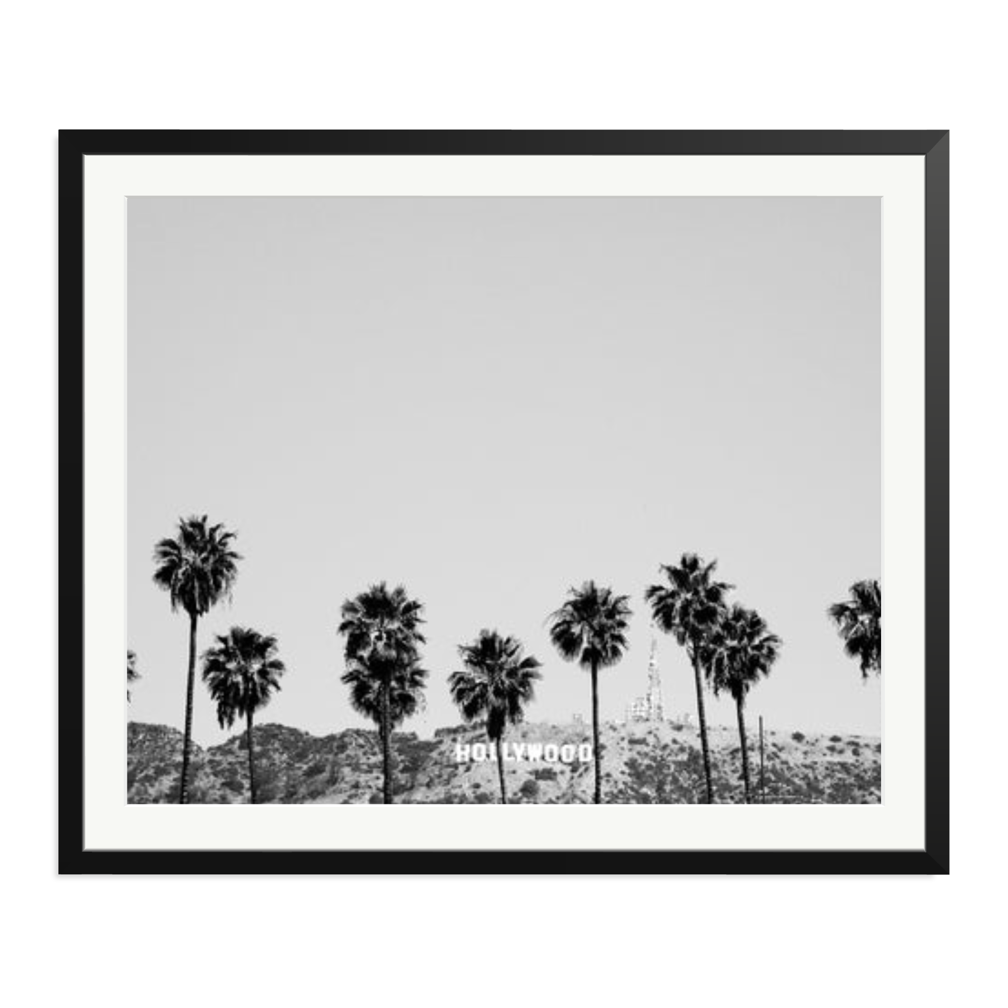 Hollywood Palm Trees