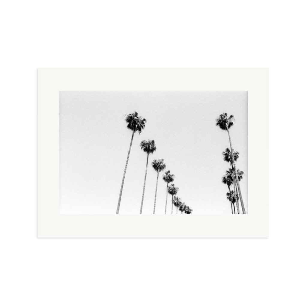 LA Palms