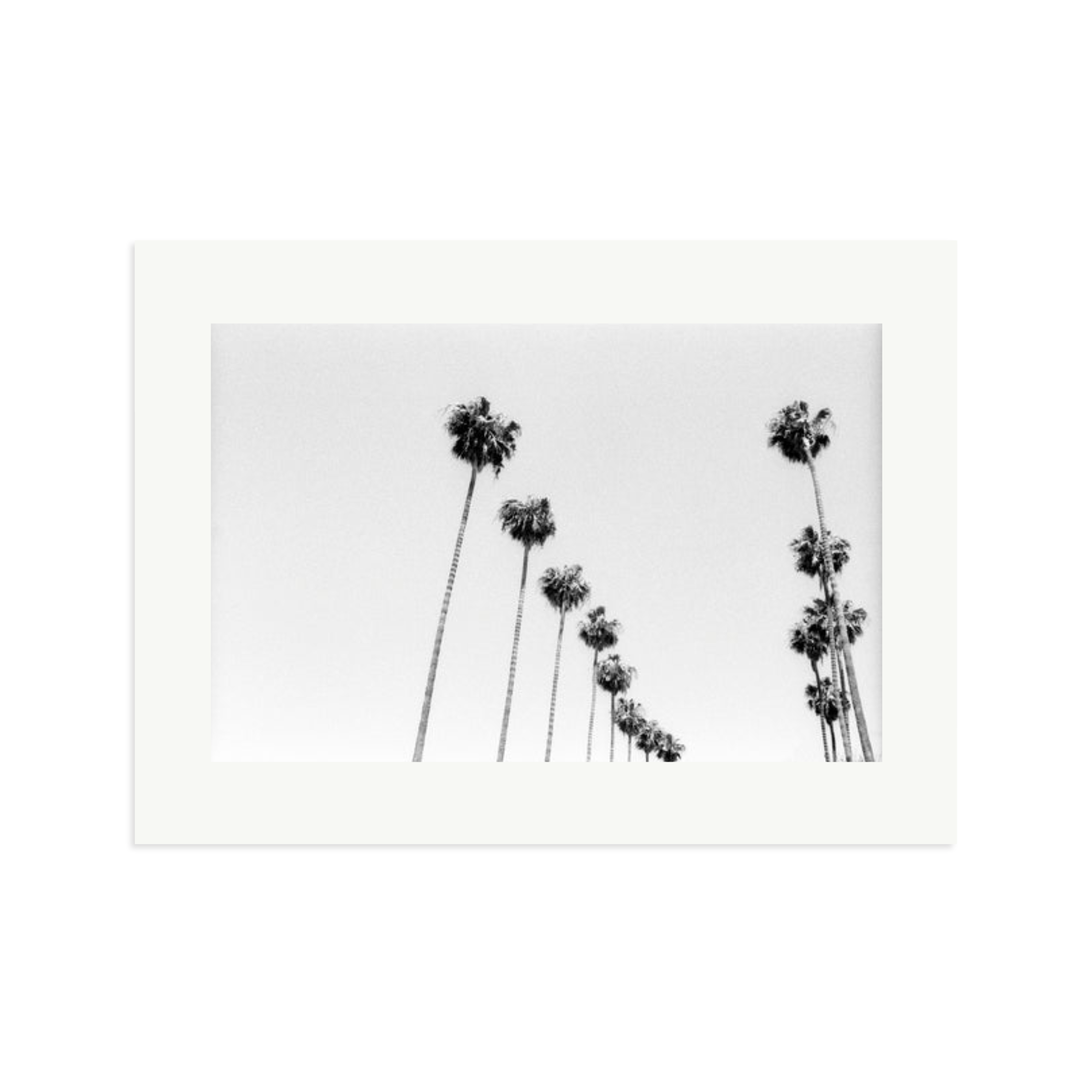 LA Palms