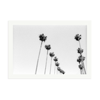 LA Palms