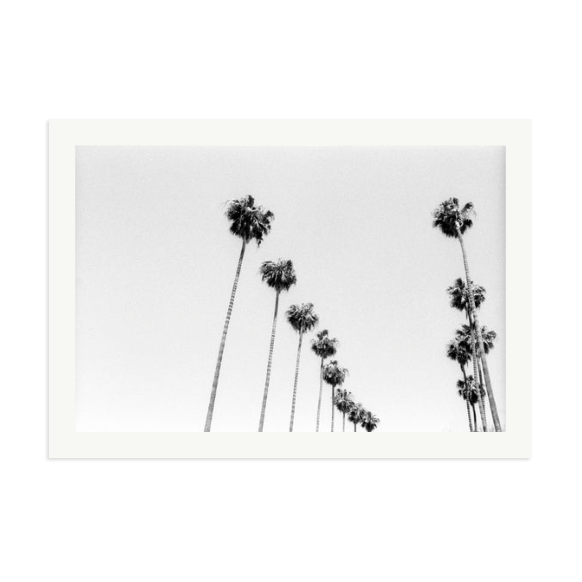 LA Palms
