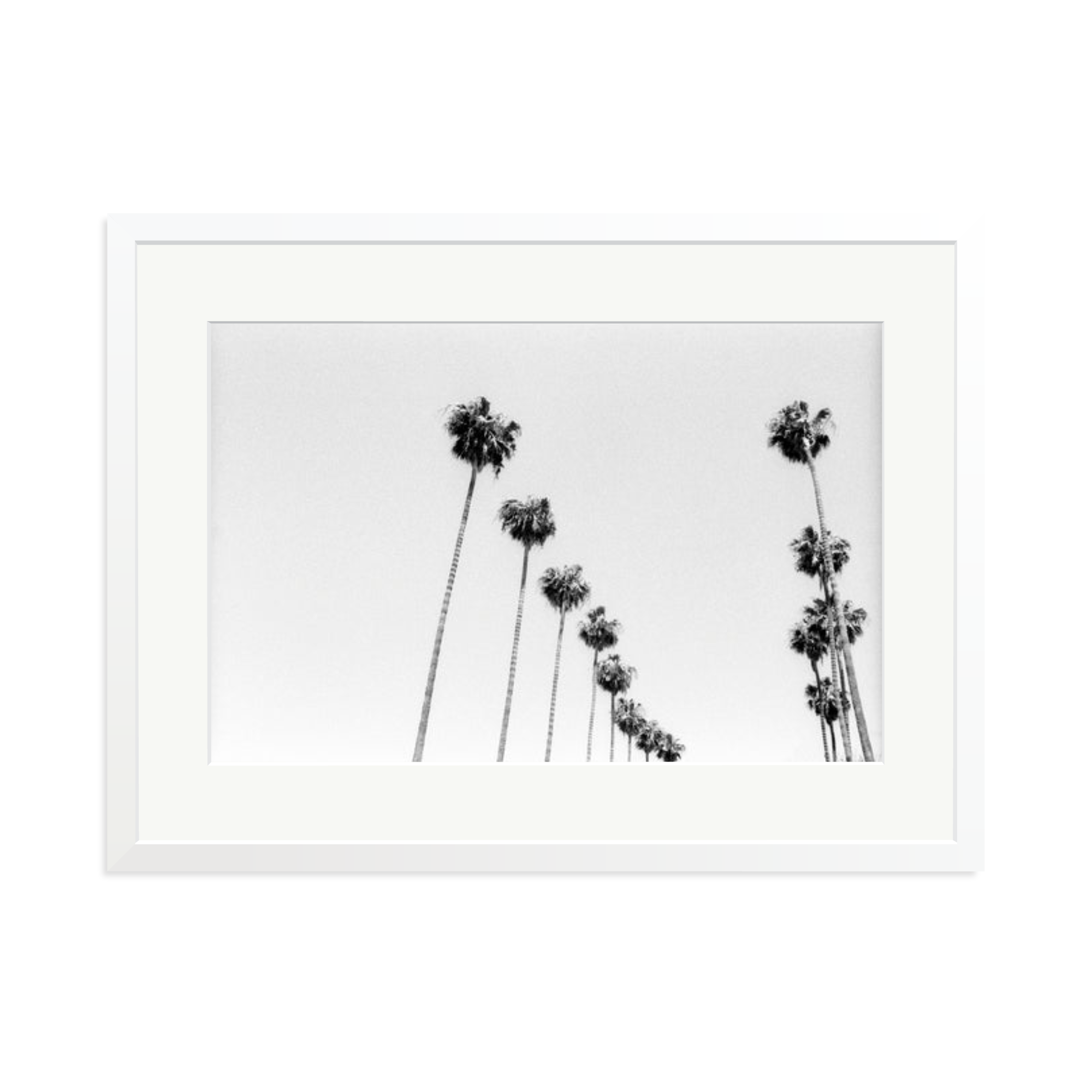 LA Palms