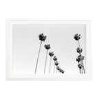 LA Palms