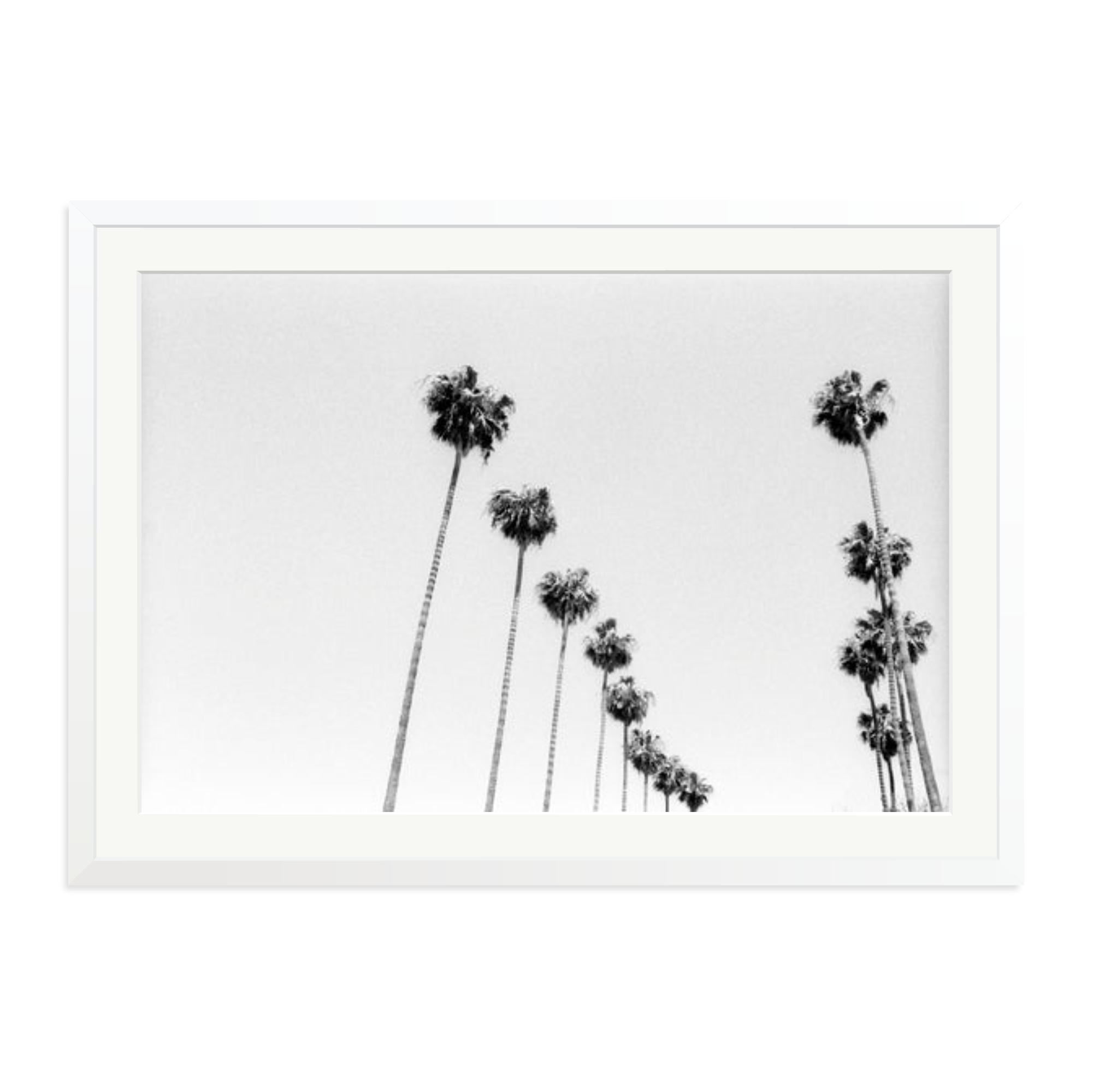 LA Palms