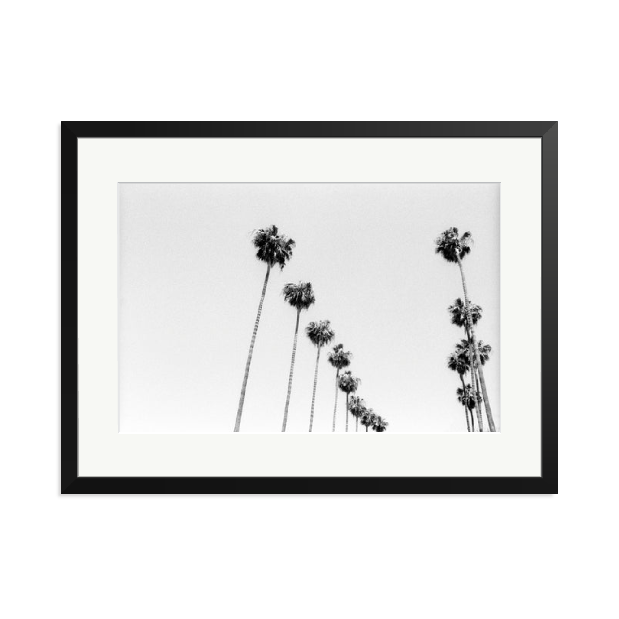 LA Palms